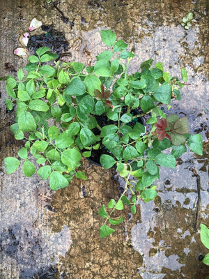 Blushing Knock Out Shrub Rose in a quart container showing lush green foliage with reddish new growth on a wet surface.