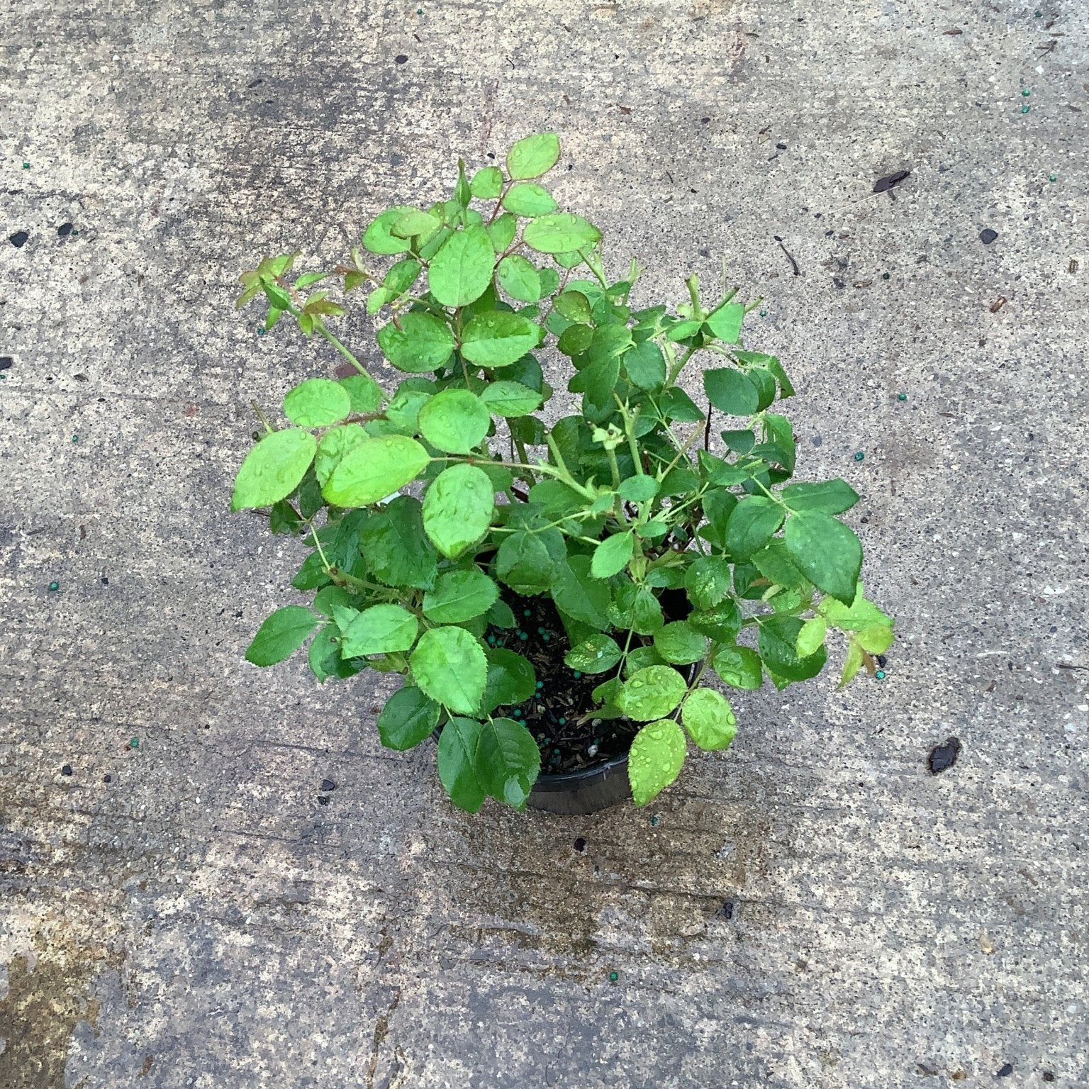 Sunny Knock Out Shrub Rose in a quart container showing lush green foliage with water droplets on a concrete surface.