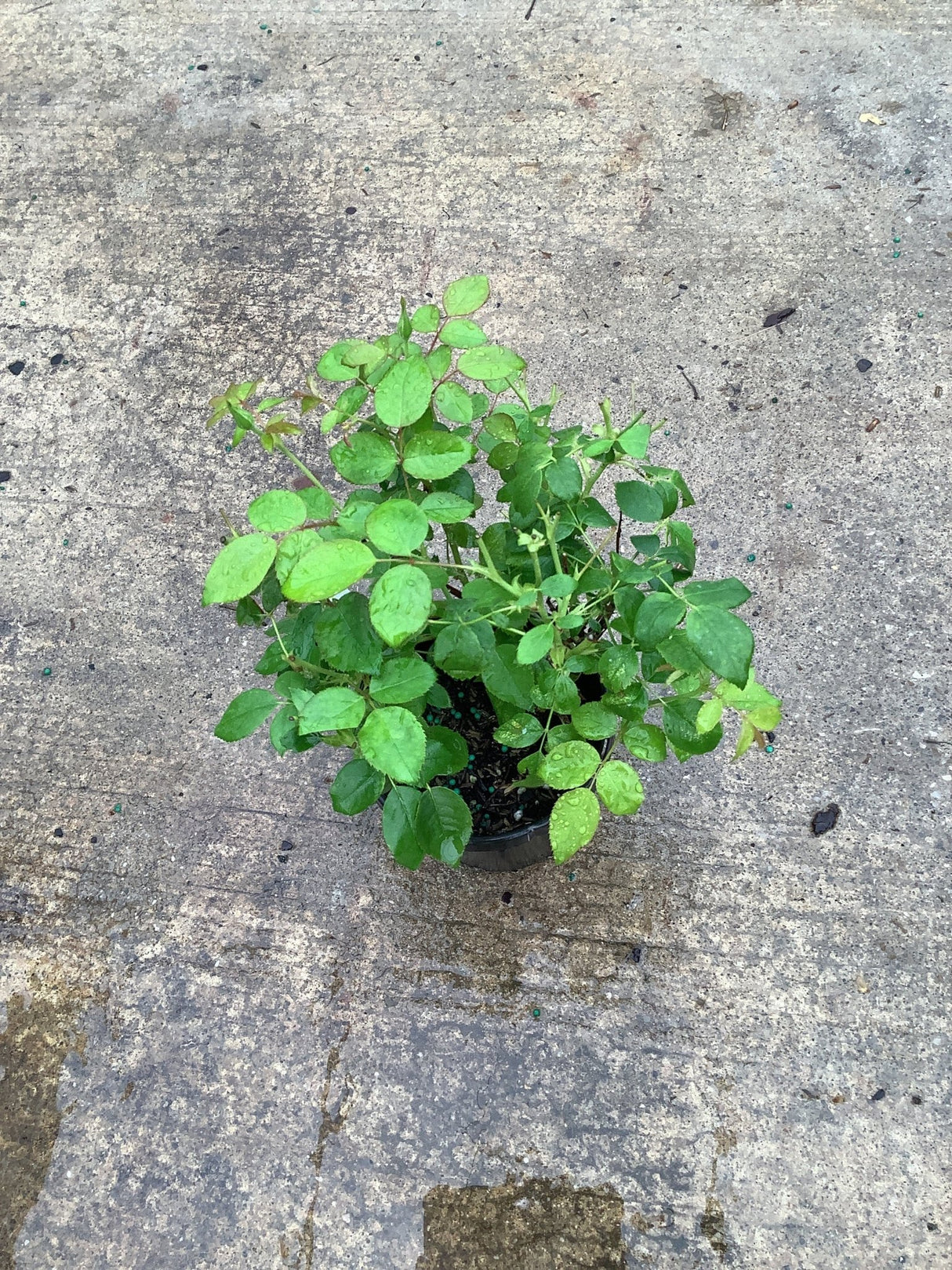 Sunny Knock Out Shrub Rose in a quart container showing lush green foliage with water droplets on a concrete surface.