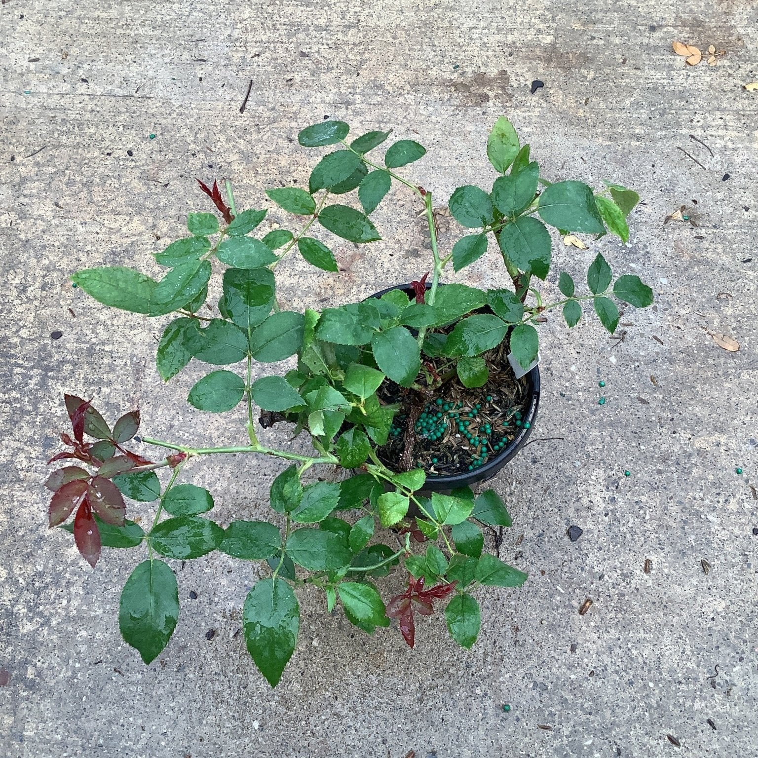 Red Knock Out Shrub Rose in a quart container showing green and reddish compound foliage on a concrete surface.