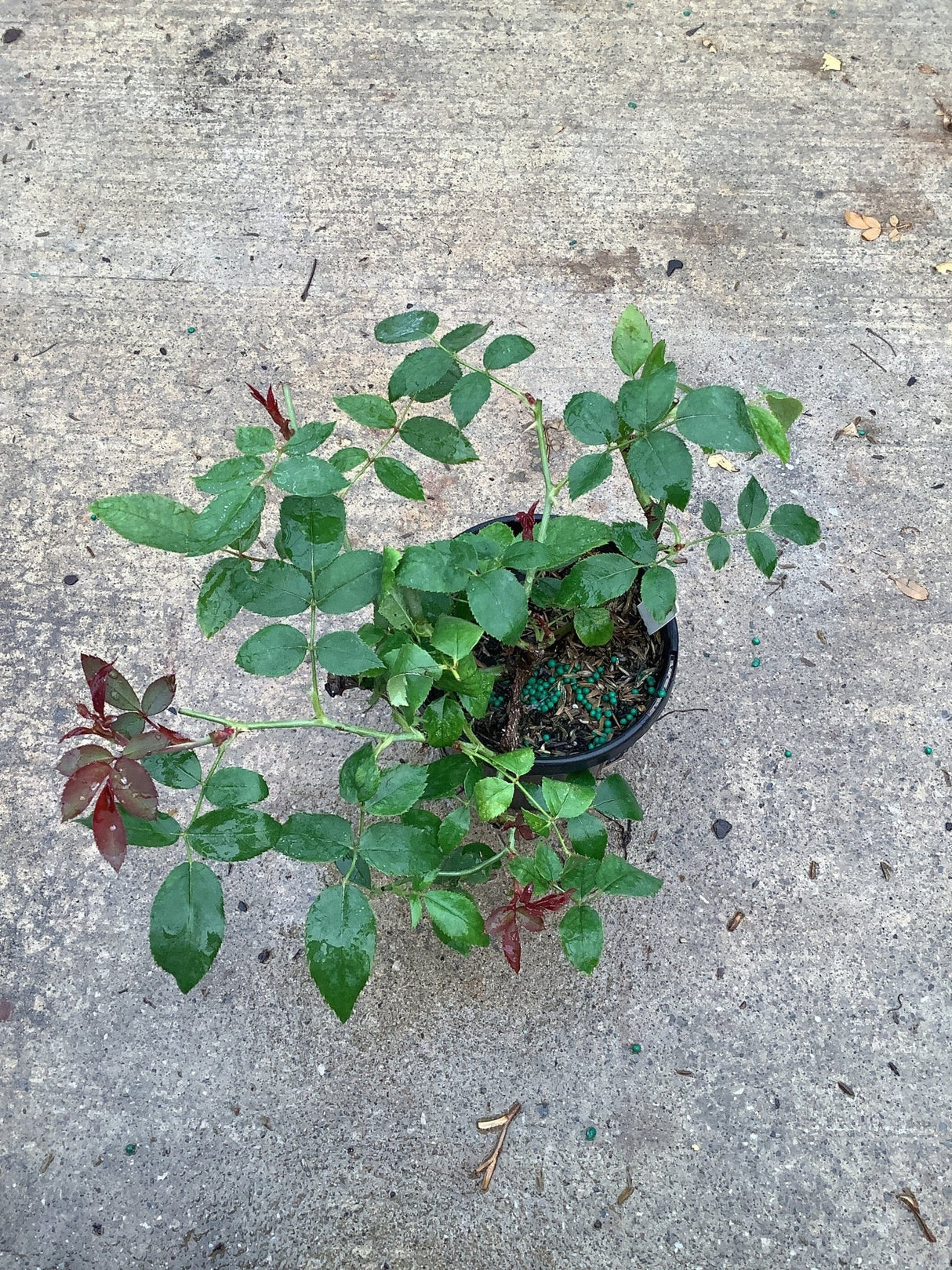 Red Knock Out Shrub Rose in a quart container showing green and reddish compound foliage on a concrete surface.