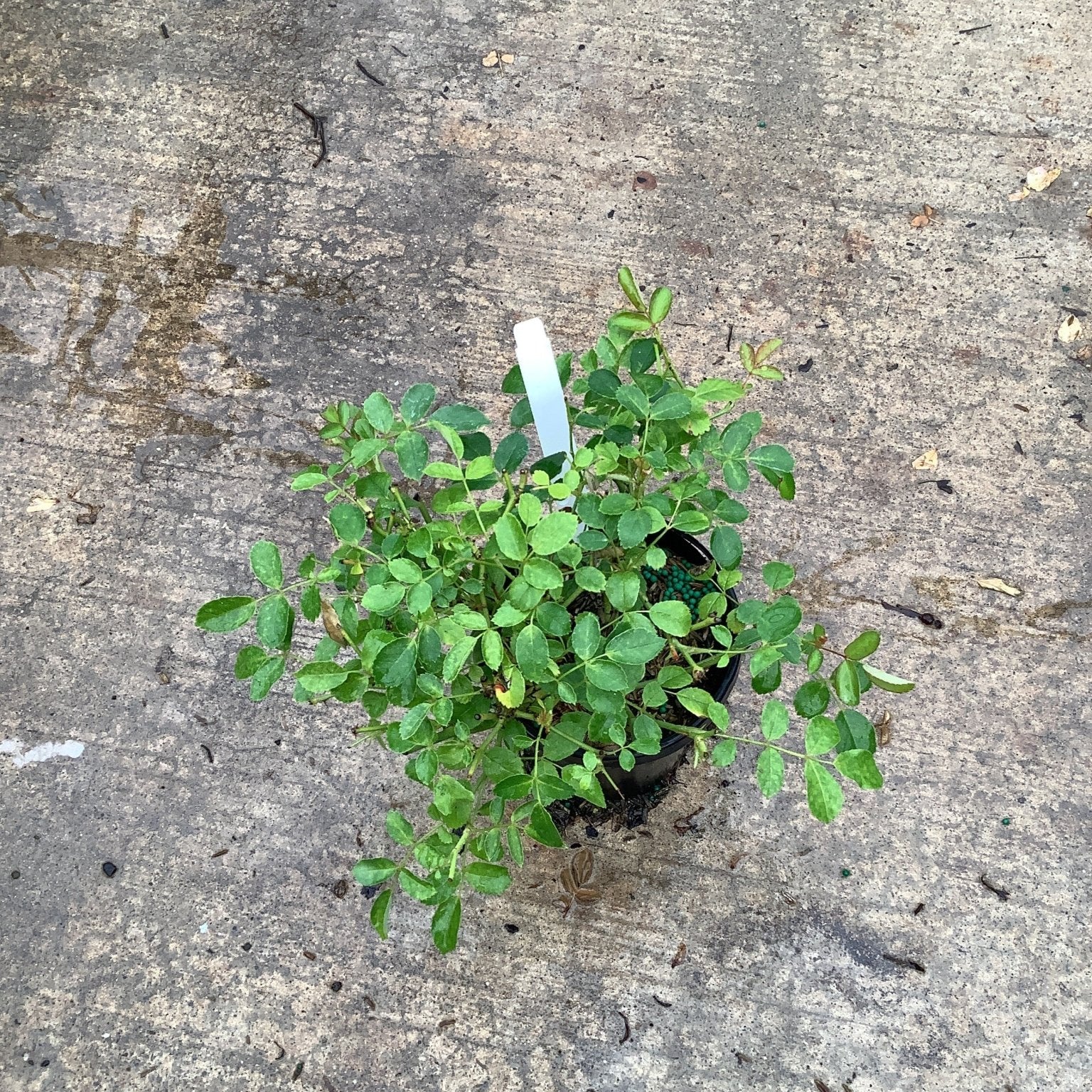 Pink Drift Groundcover Rose in a quart container showing compact leafy growth on a concrete surface.