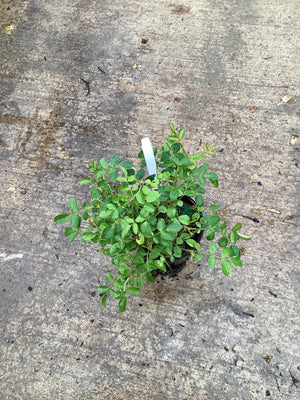 Pink Drift Groundcover Rose in a quart container showing compact leafy growth on a concrete surface.