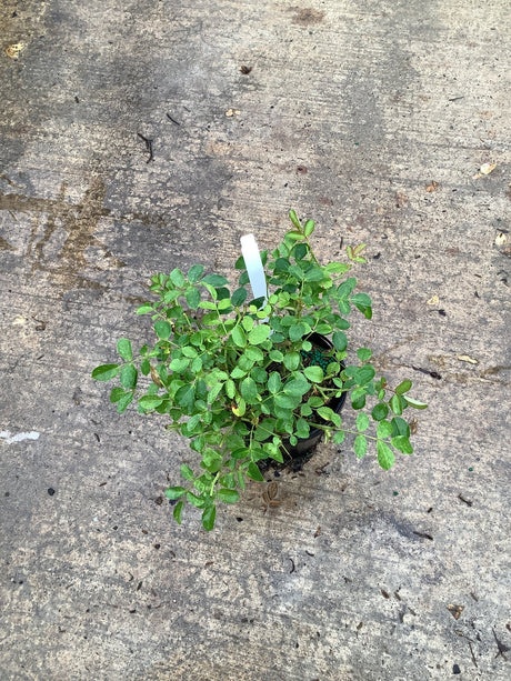 Pink Drift Groundcover Rose in a quart container showing compact leafy growth on a concrete surface.