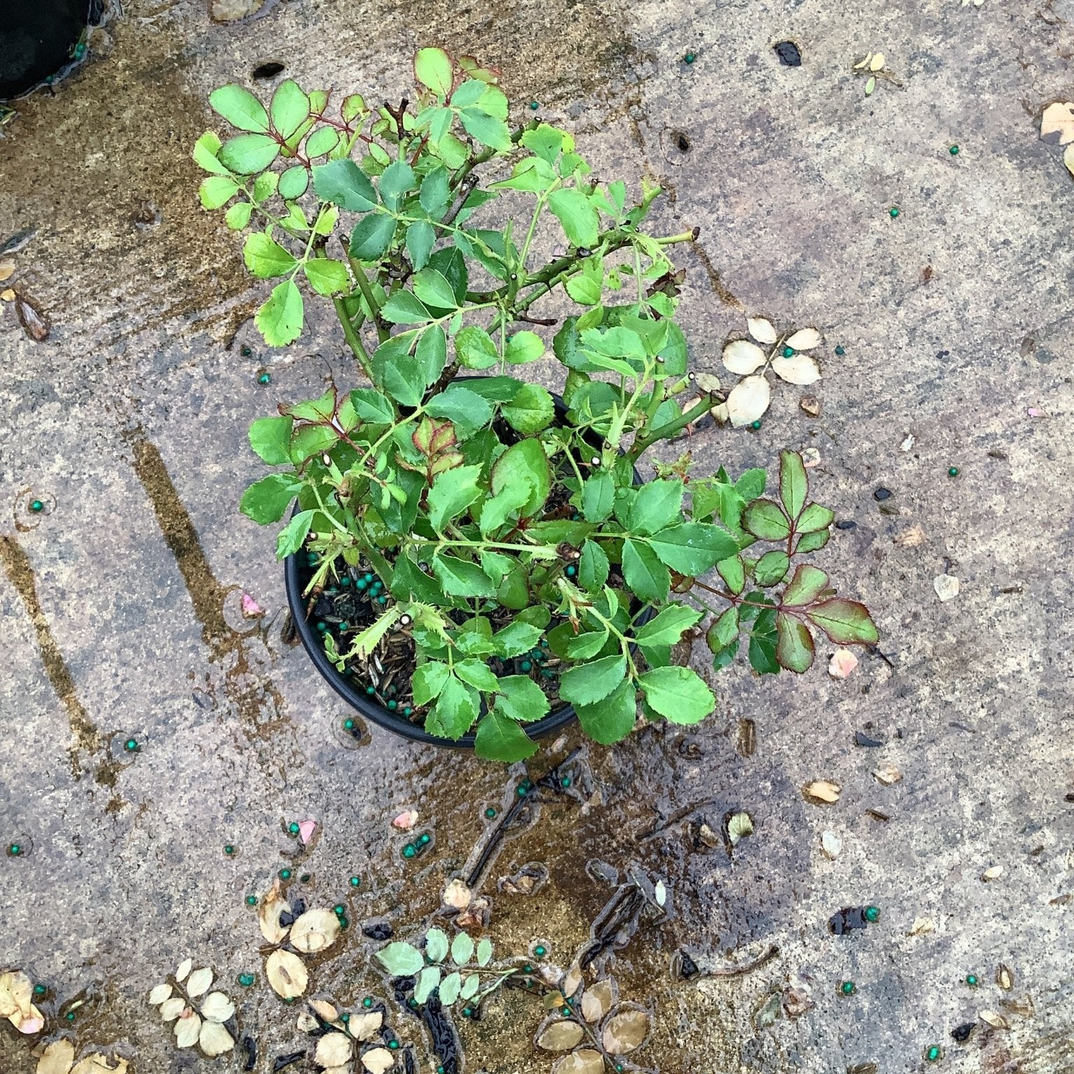 Sweet Drift Rose in a quart container showing dense green foliage and new growth on a wet concrete surface.