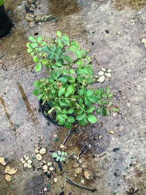Sweet Drift Rose in a quart container showing dense green foliage and new growth on a wet concrete surface.
