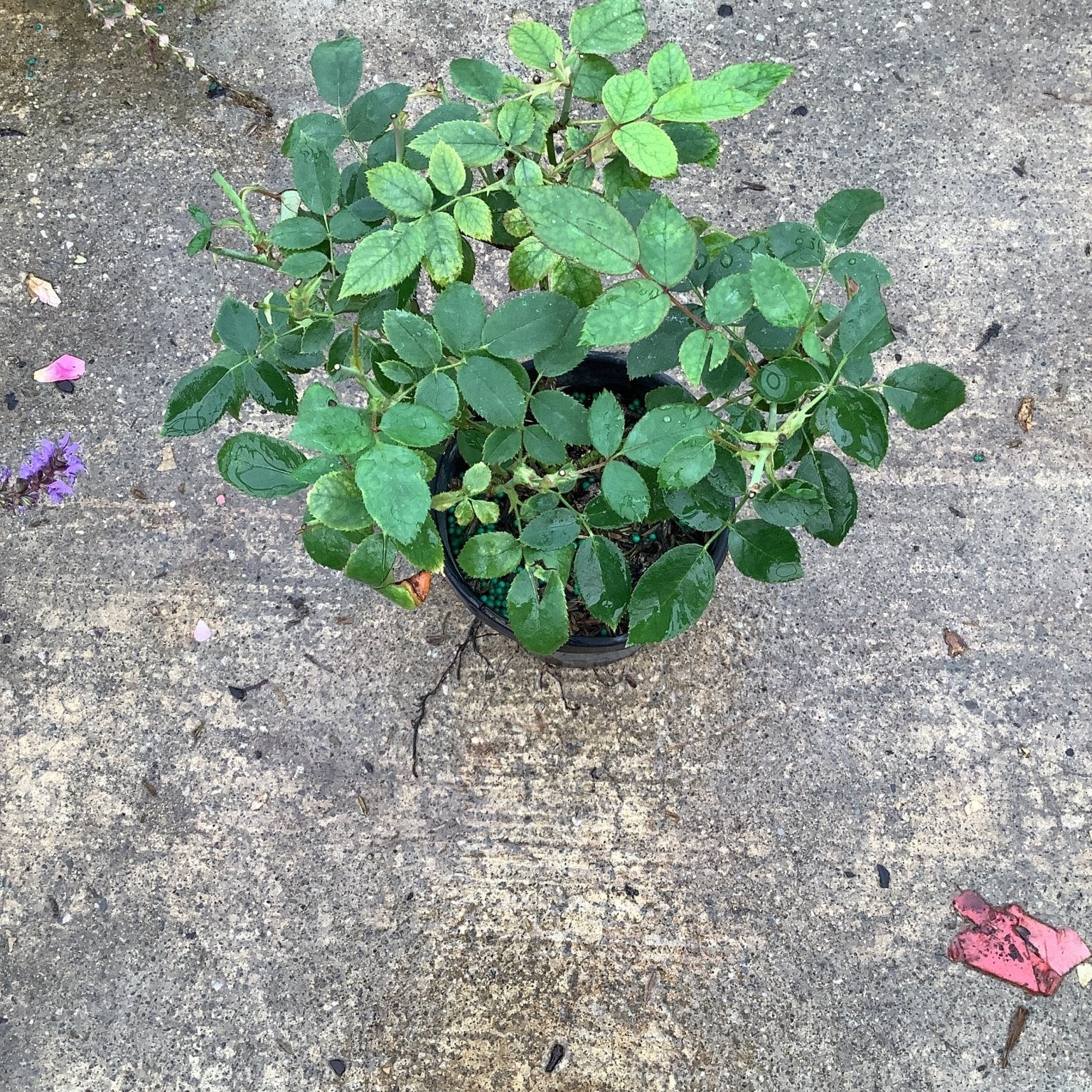 Pink Knock Out Shrub Rose in a quart container showing dense green foliage on a nursery surface.
