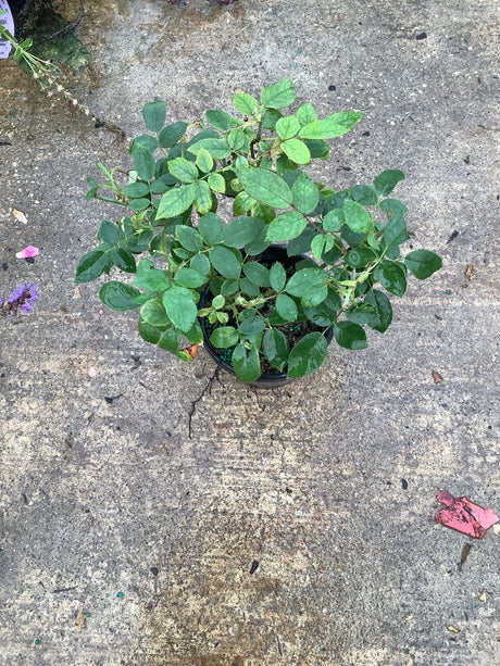 Pink Knock Out Shrub Rose in a quart container showing dense green foliage on a nursery surface.