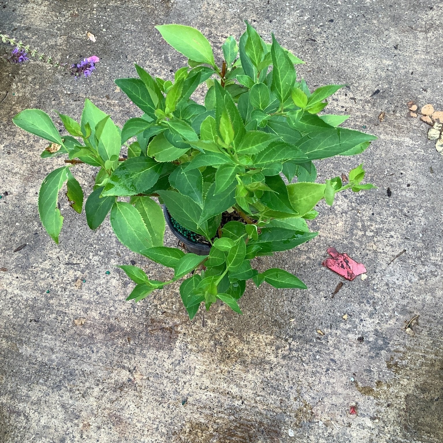 Spring Glory Forsythia shrub in a quart container showing dense green foliage, photographed from above on concrete.