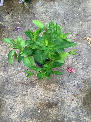 Spring Glory Forsythia shrub in a quart container showing dense green foliage, photographed from above on concrete.