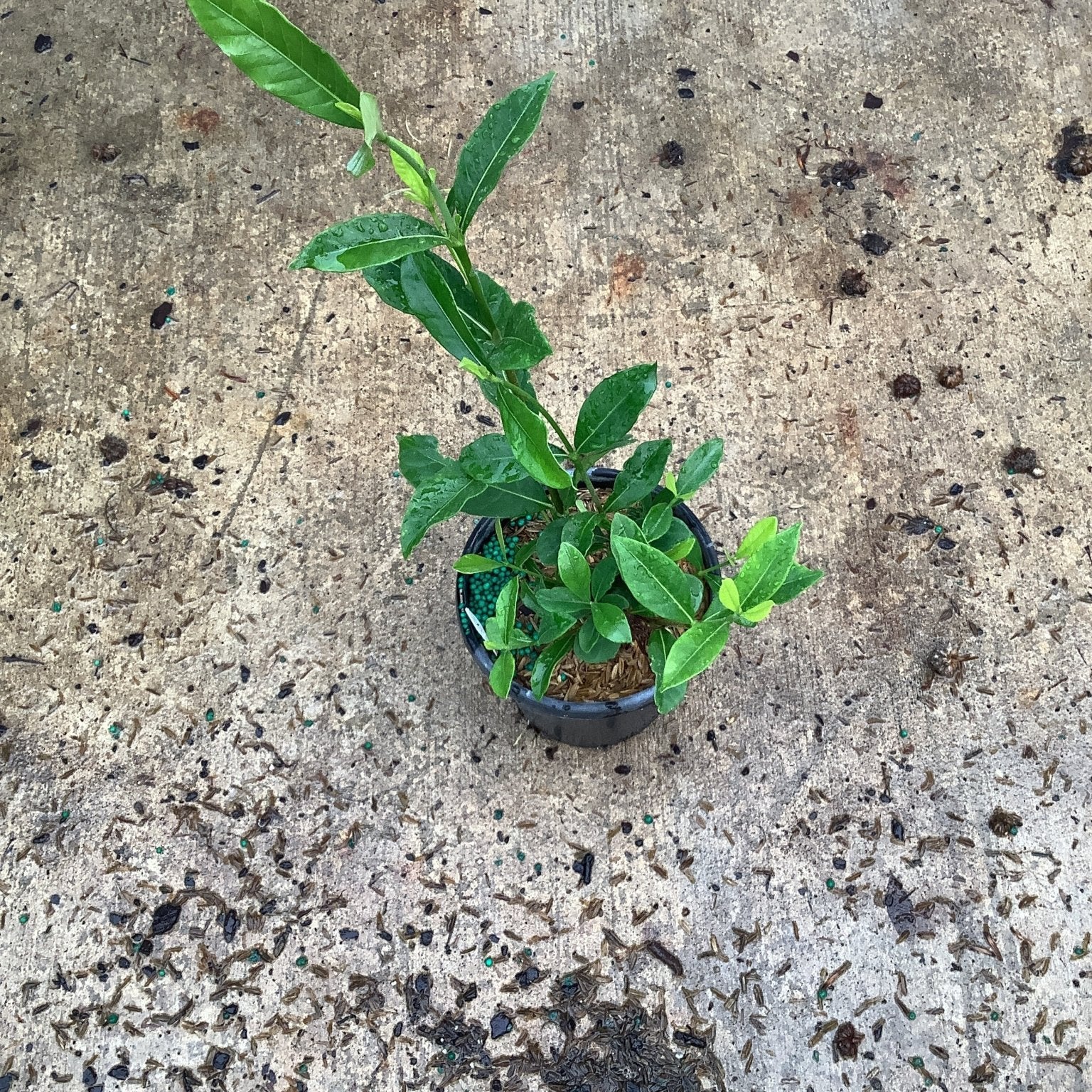 August Beauty Gardenia young plant in a quart container with glossy green foliage and new growth after watering.