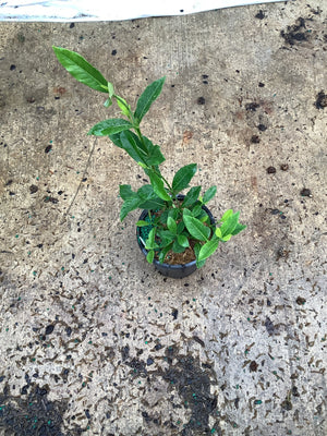 August Beauty Gardenia young plant in a quart container with glossy green foliage and new growth after watering.