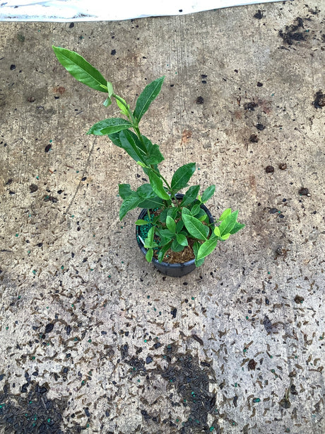 August Beauty Gardenia young plant in a quart container with glossy green foliage and new growth after watering.
