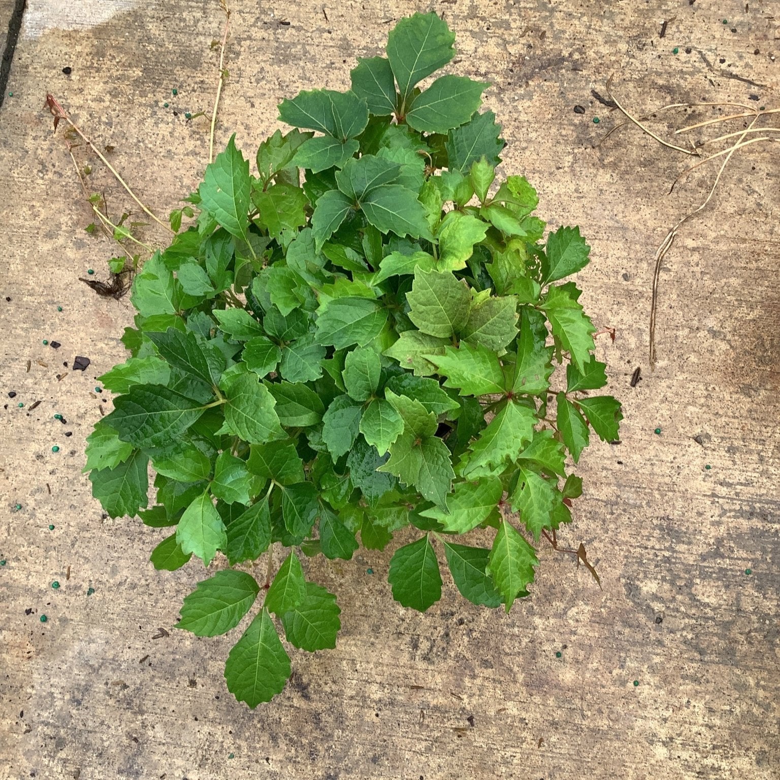 Robusta Boston Ivy quart container plant displaying dense lobed green foliage on a concrete surface.