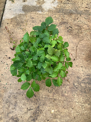 Robusta Boston Ivy quart container plant displaying dense lobed green foliage on a concrete surface.