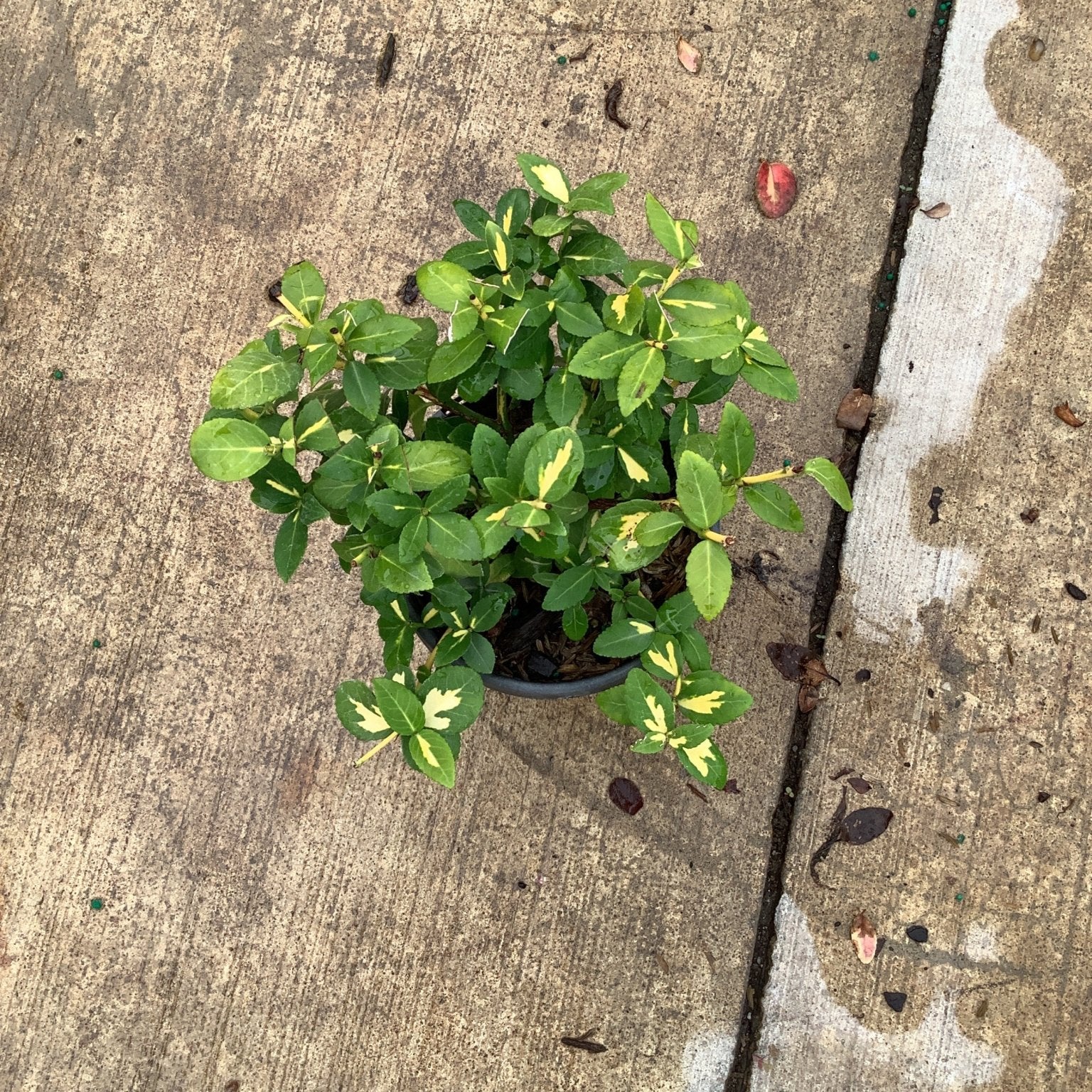 Moonshadow Wintercreeper Euonymus in a quart container showing dense green foliage with creamy yellow variegation.