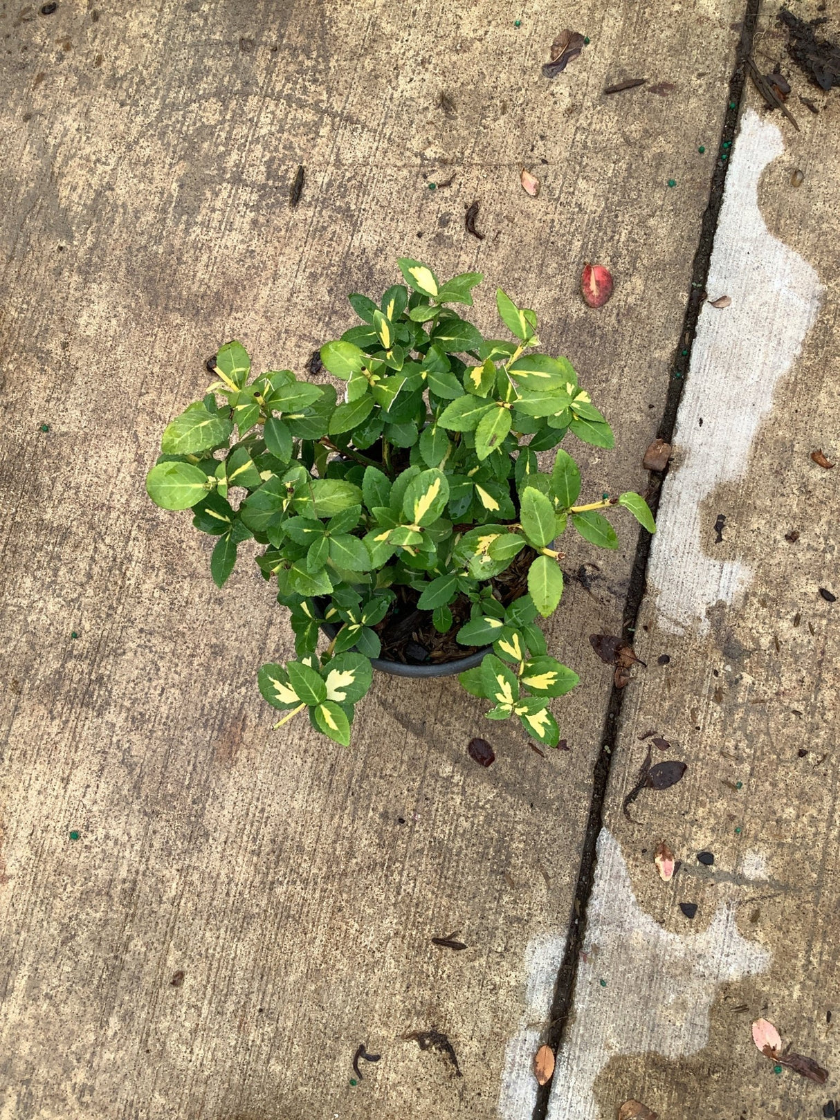 Moonshadow Wintercreeper Euonymus in a quart container showing dense green foliage with creamy yellow variegation.