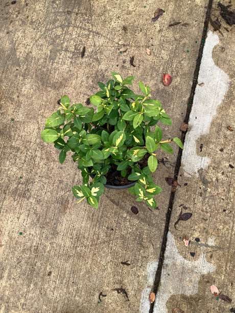 Moonshadow Wintercreeper Euonymus in a quart container showing dense green foliage with creamy yellow variegation.