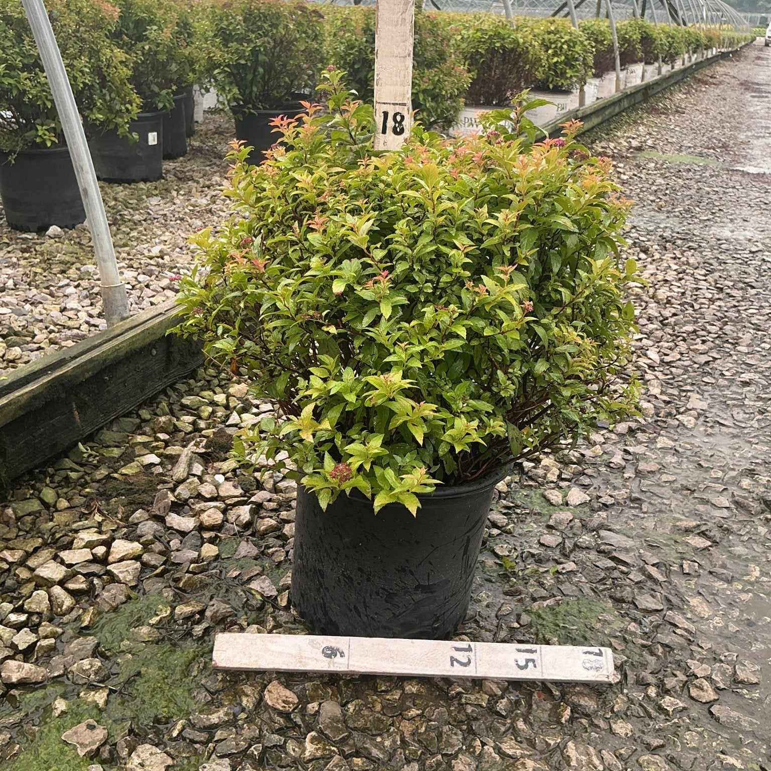 Magic Carpet Spirea shrub in a #3 container showing bright green and red-tipped foliage at a nursery growing facility.