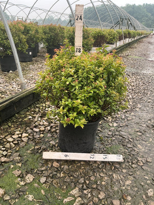 Magic Carpet Spirea shrub in a #3 container showing bright green and red-tipped foliage at a nursery growing facility.