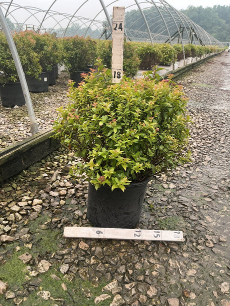 Magic Carpet Spirea shrub in a #3 container showing bright green and red-tipped foliage at a nursery growing facility.
