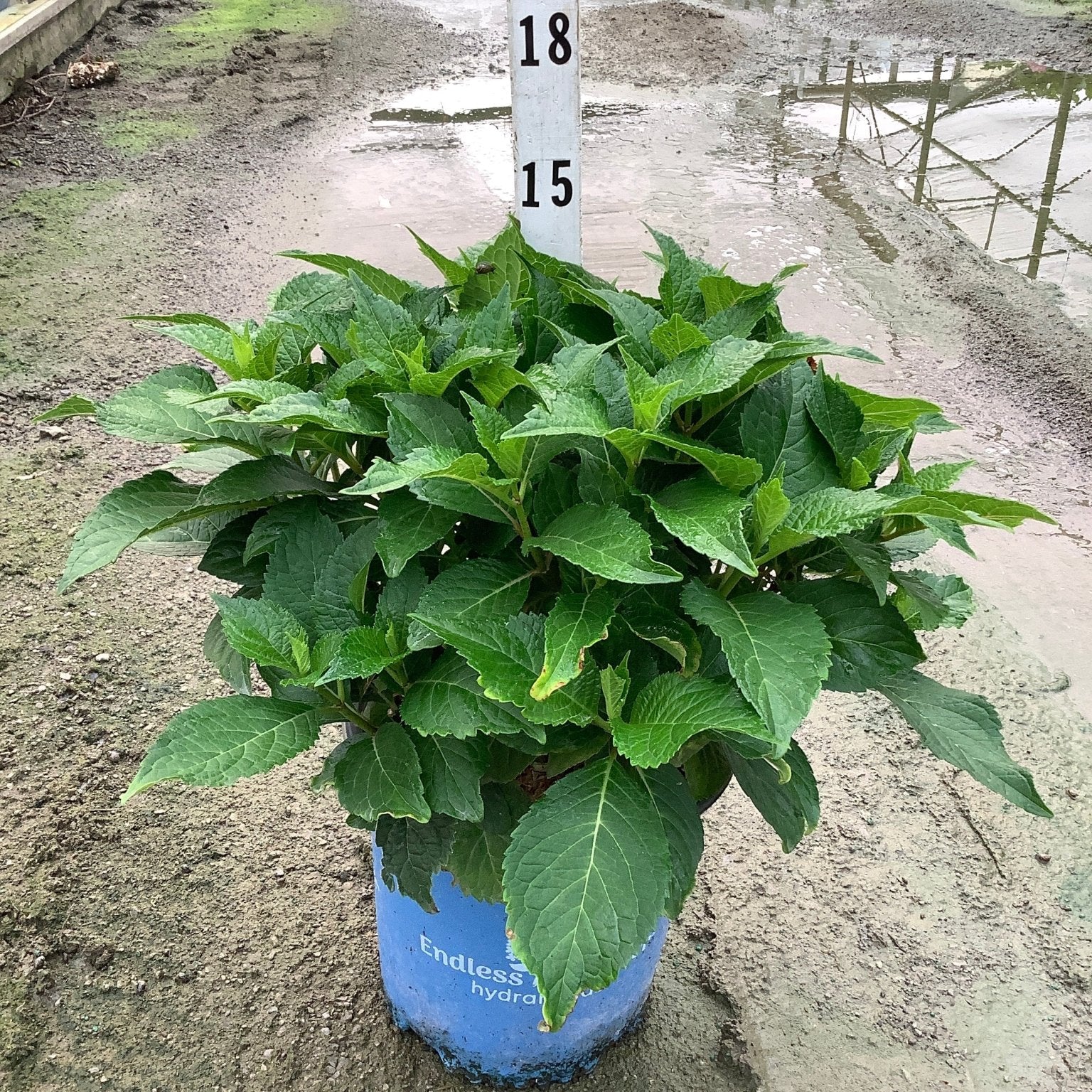 DreamCloud Reblooming Hydrangea in a blue nursery container showing lush dark green foliage before blooming.