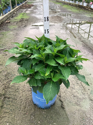 DreamCloud Reblooming Hydrangea in a blue nursery container showing lush dark green foliage before blooming.