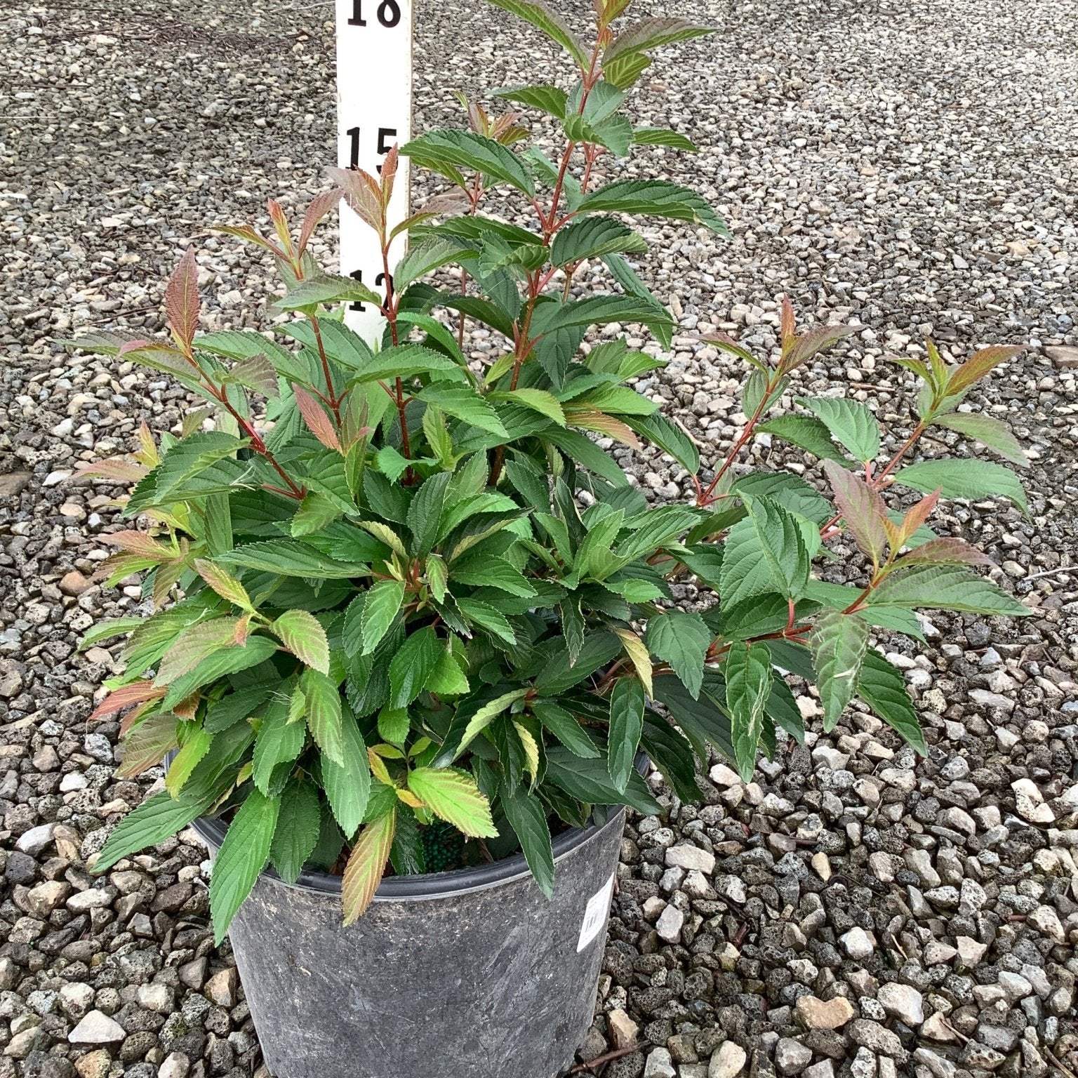 Dwarf Fragrant Viburnum shrub in a nursery container showing green foliage with reddish new growth, approximately 15 inches tall.