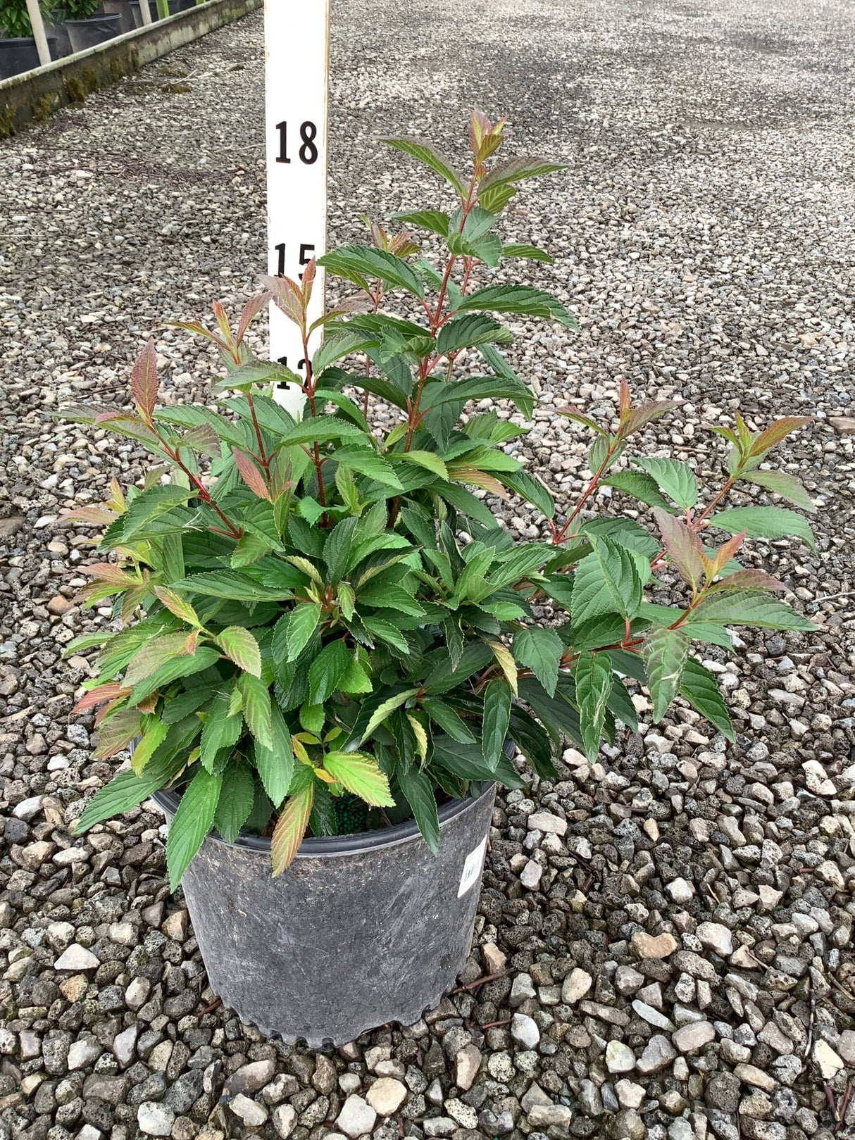 Dwarf Fragrant Viburnum shrub in a nursery container showing green foliage with reddish new growth, approximately 15 inches tall.