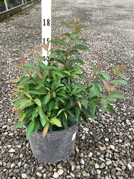 Dwarf Fragrant Viburnum shrub in a nursery container showing green foliage with reddish new growth, approximately 15 inches tall.