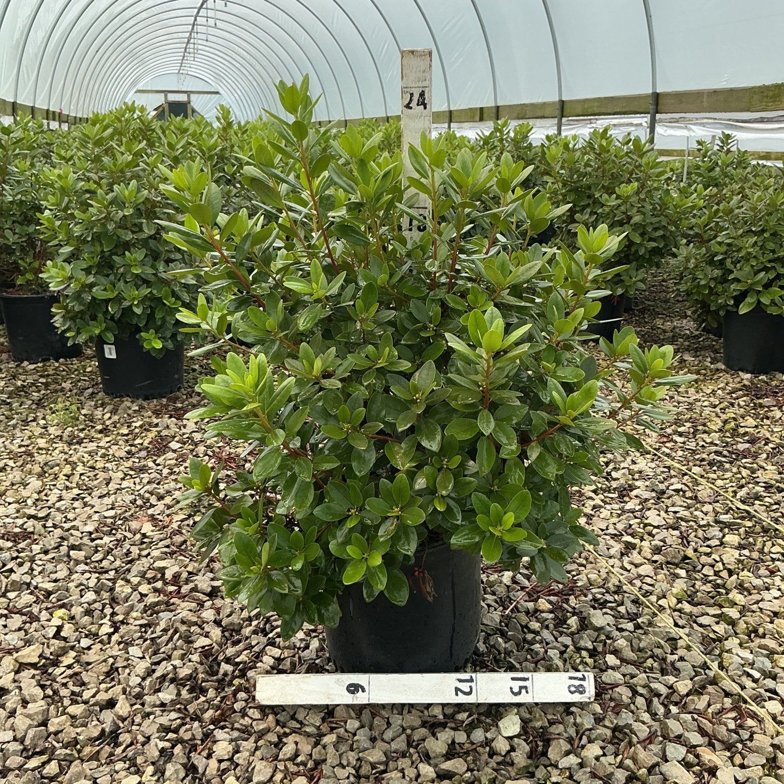 PJM Elite Rhododendron shrub in a #3 container showing dense glossy green foliage inside a greenhouse nursery.