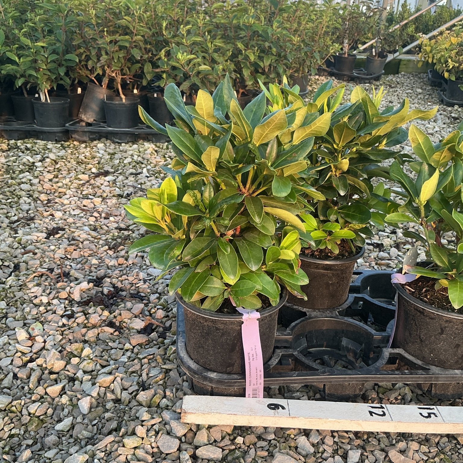 Cunningham's White Rhododendron shrubs in black nursery containers displayed on a gravel surface at a garden center.