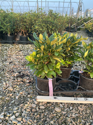 Cunningham's White Rhododendron shrubs in black nursery containers displayed on a gravel surface at a garden center.