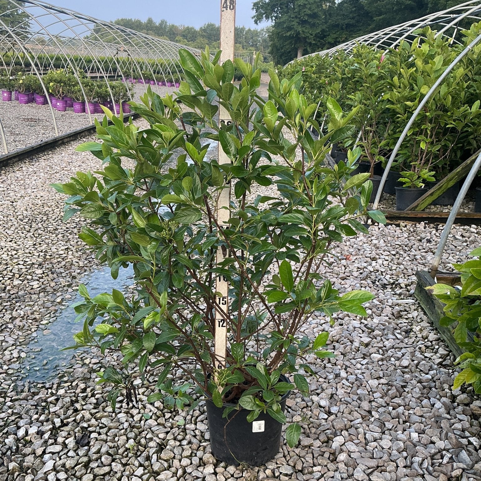 Winterthur Viburnum shrub in a #3 container showing dense glossy green foliage at a nursery growing facility.