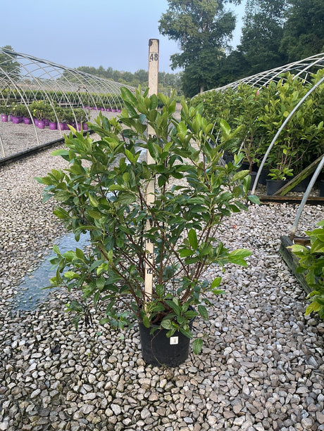 Winterthur Viburnum shrub in a #3 container showing dense glossy green foliage at a nursery growing facility.