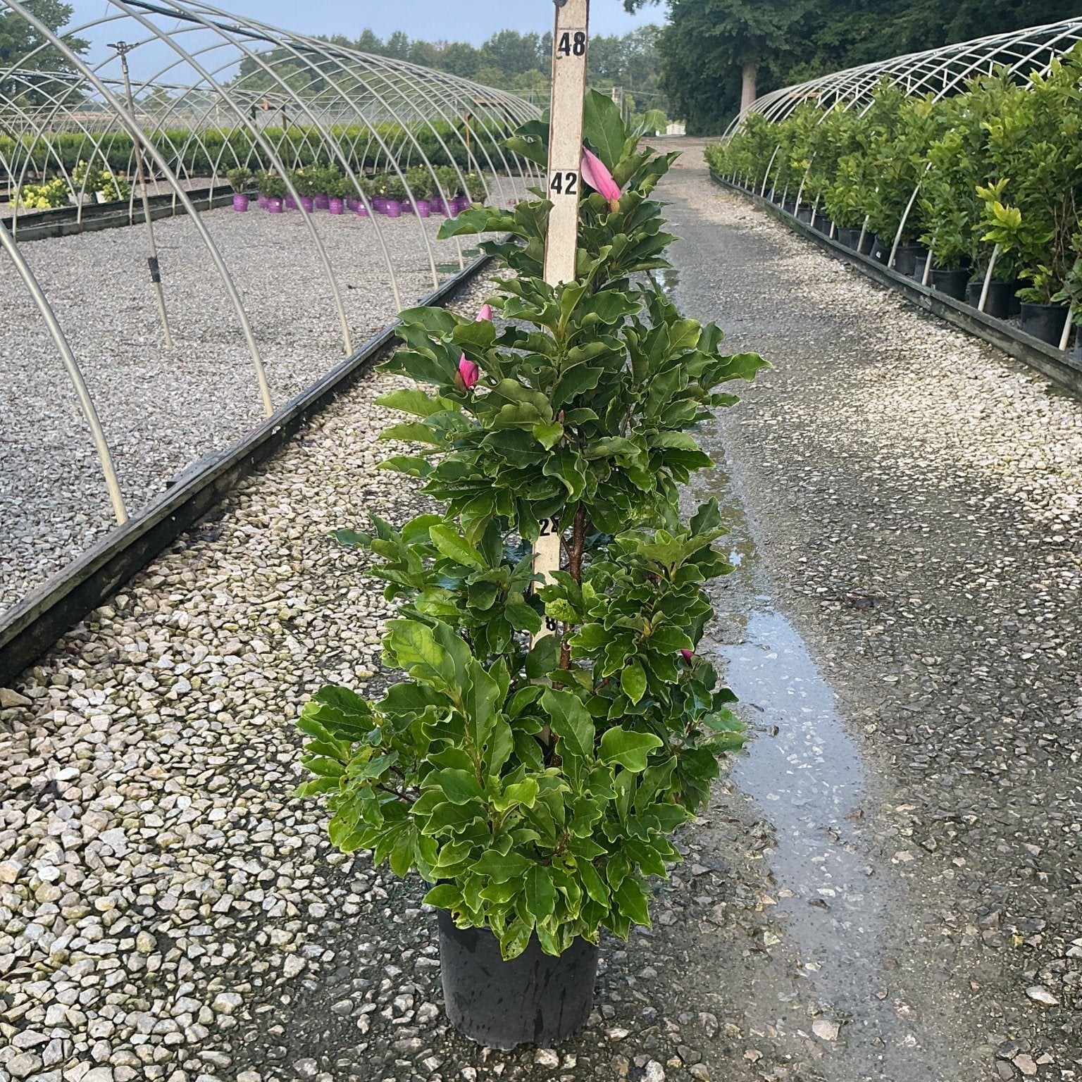 Susan Magnolia shrub in a #3 container with deep green foliage and pink buds, displayed at a nursery.