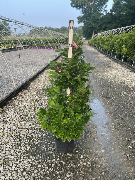 Susan Magnolia shrub in a #3 container with deep green foliage and pink buds, displayed at a nursery.