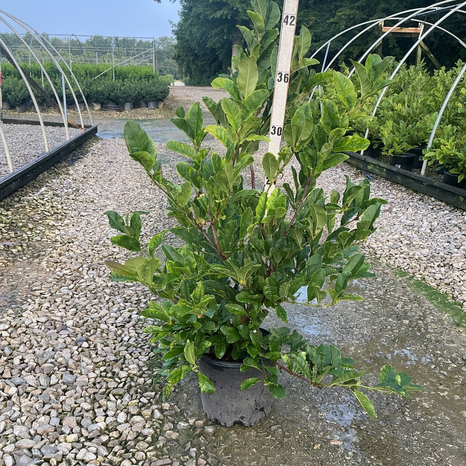 Royal Star Magnolia shrub in a black nursery container displayed on gravel next to a height measurement stake showing approximately 42 inches.
