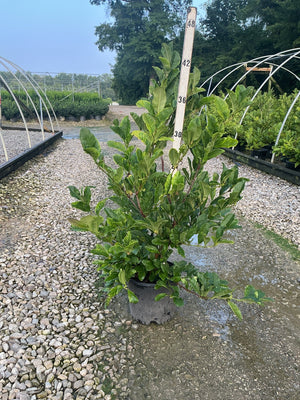 Royal Star Magnolia shrub in a black nursery container displayed on gravel next to a height measurement stake showing approximately 42 inches.