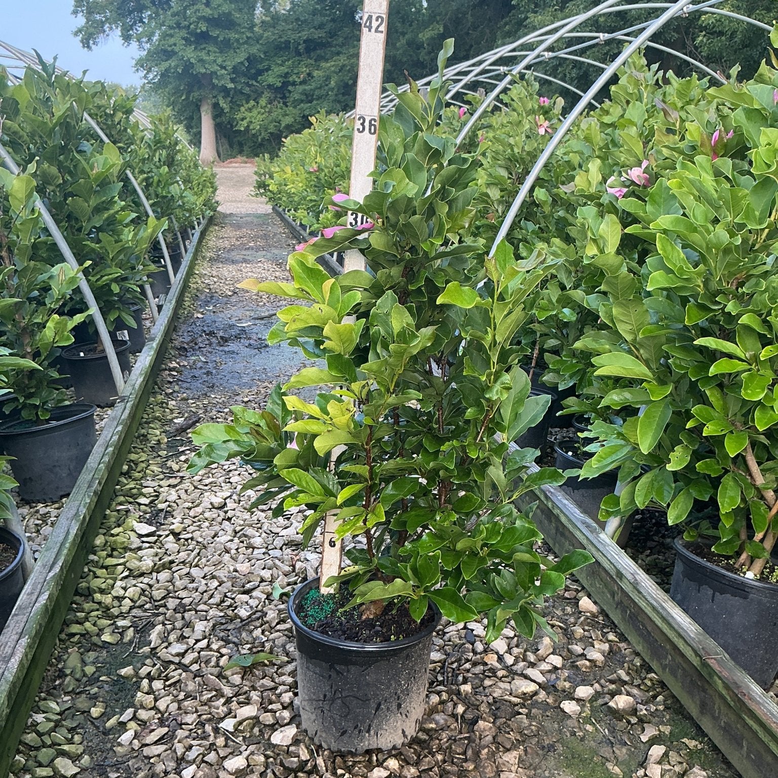 Ann Magnolia shrub in a black nursery container with glossy green foliage and pink buds, displayed in a greenhouse growing row.