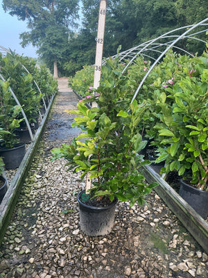 Ann Magnolia shrub in a black nursery container with glossy green foliage and pink buds, displayed in a greenhouse growing row.
