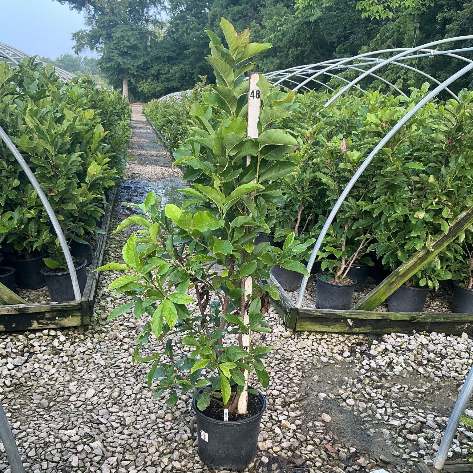 Leonard Messel Magnolia multi-stem tree in a #3 container at a nursery growing area, showing lush green foliage.