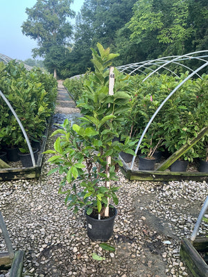 Leonard Messel Magnolia multi-stem tree in a #3 container at a nursery growing area, showing lush green foliage.