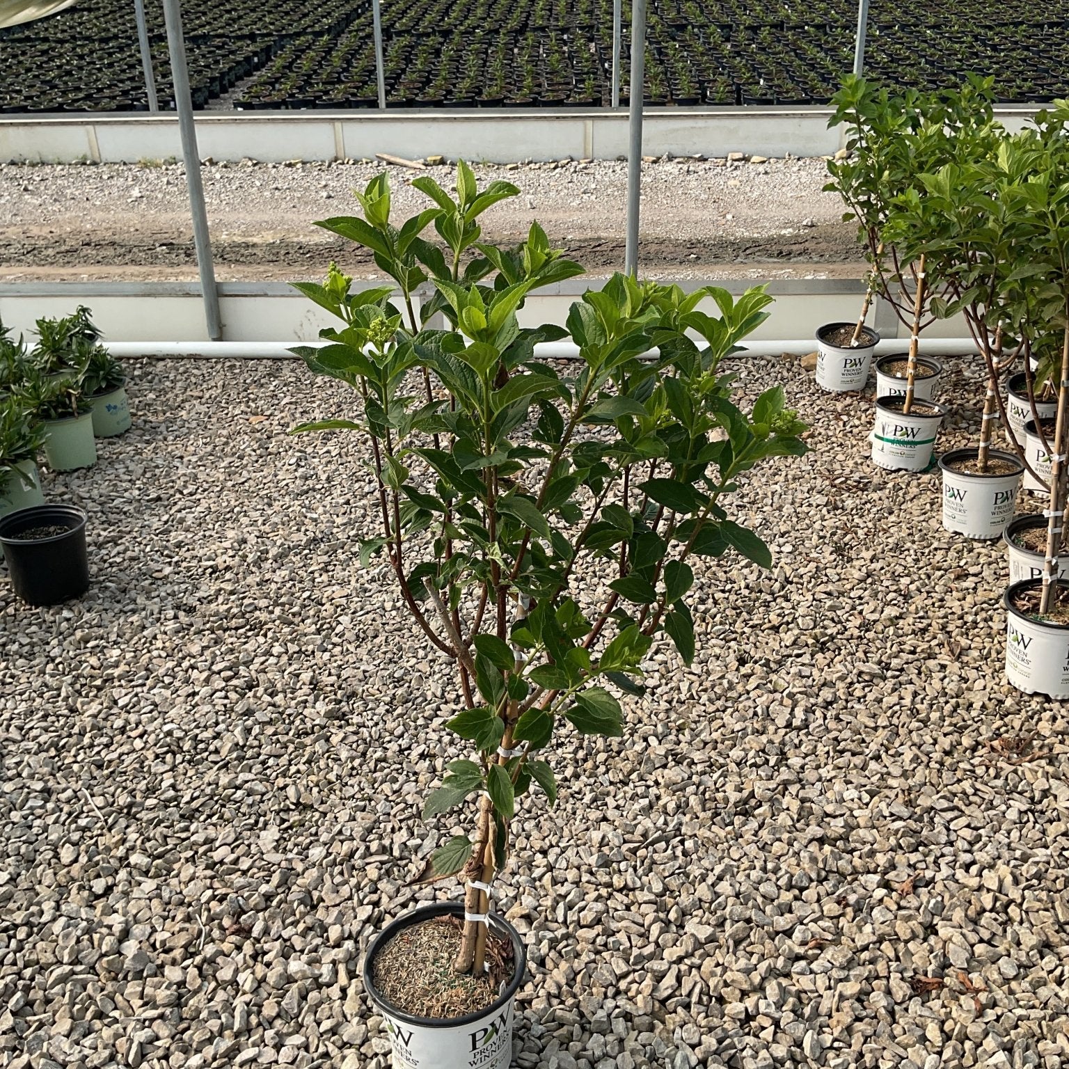 Limelight Prime Panicle Hydrangea shrub in a #1 PW container with lush green foliage and emerging flower buds at a nursery.