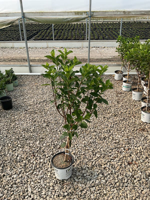 Limelight Prime Panicle Hydrangea shrub in a #1 PW container with lush green foliage and emerging flower buds at a nursery.