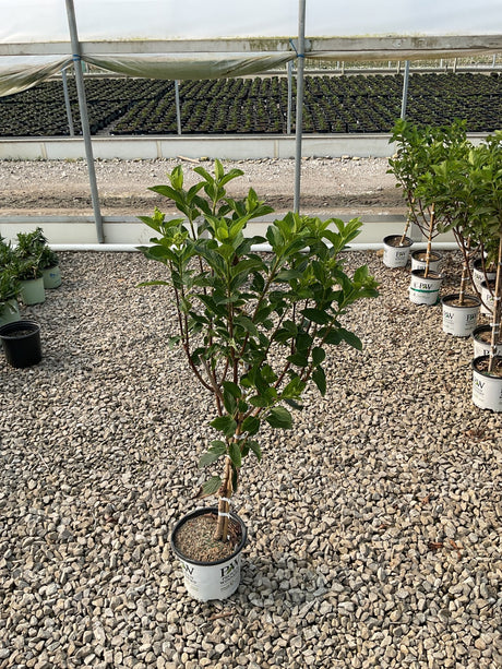 Limelight Prime Panicle Hydrangea shrub in a #1 PW container with lush green foliage and emerging flower buds at a nursery.