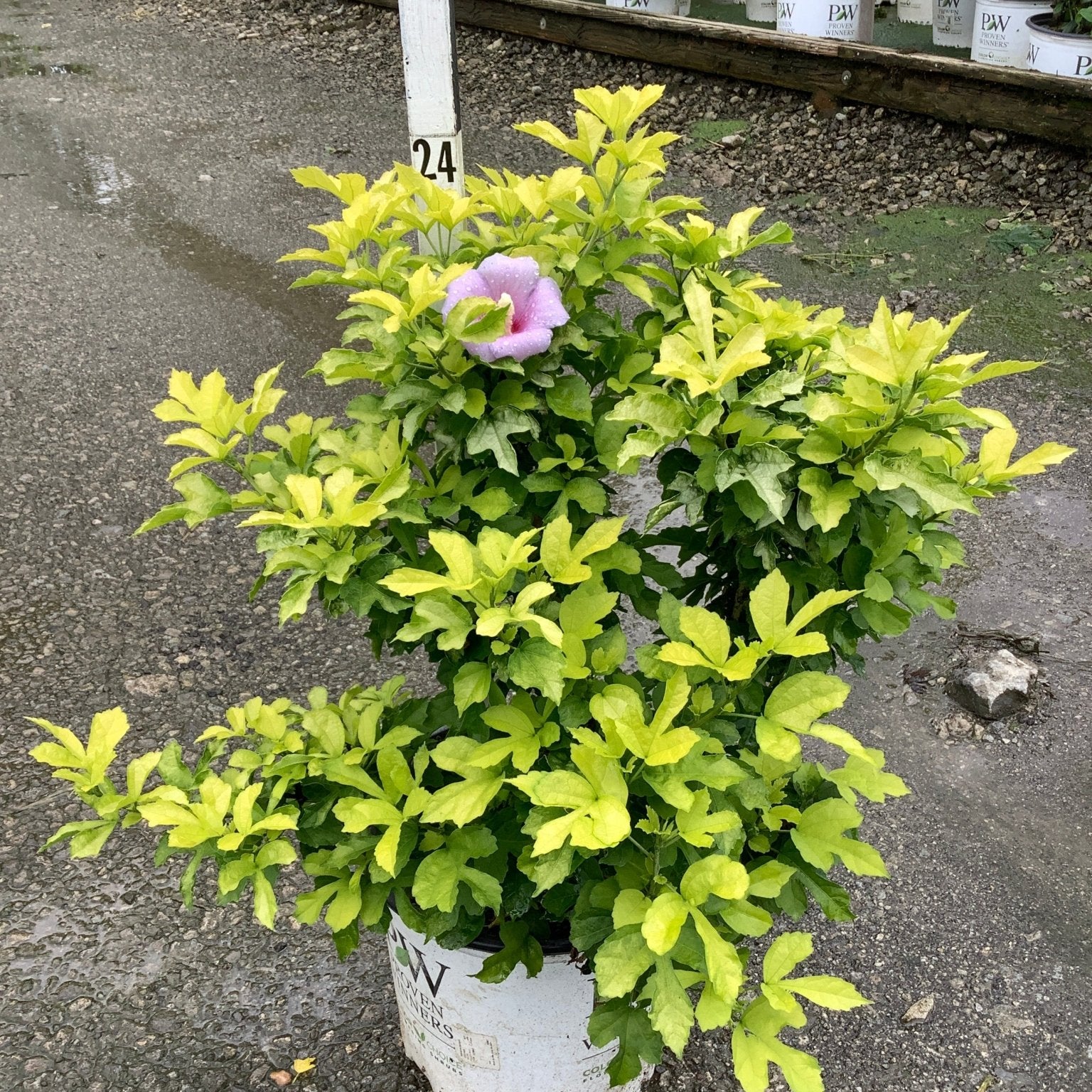Paraplu Adorned Rose of Sharon shrub in a nursery container, showing chartreuse foliage and a single pink bloom.