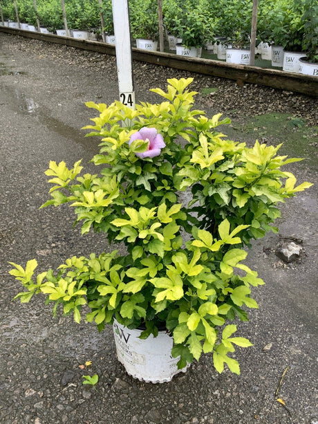 Paraplu Adorned Rose of Sharon shrub in a nursery container, showing chartreuse foliage and a single pink bloom.
