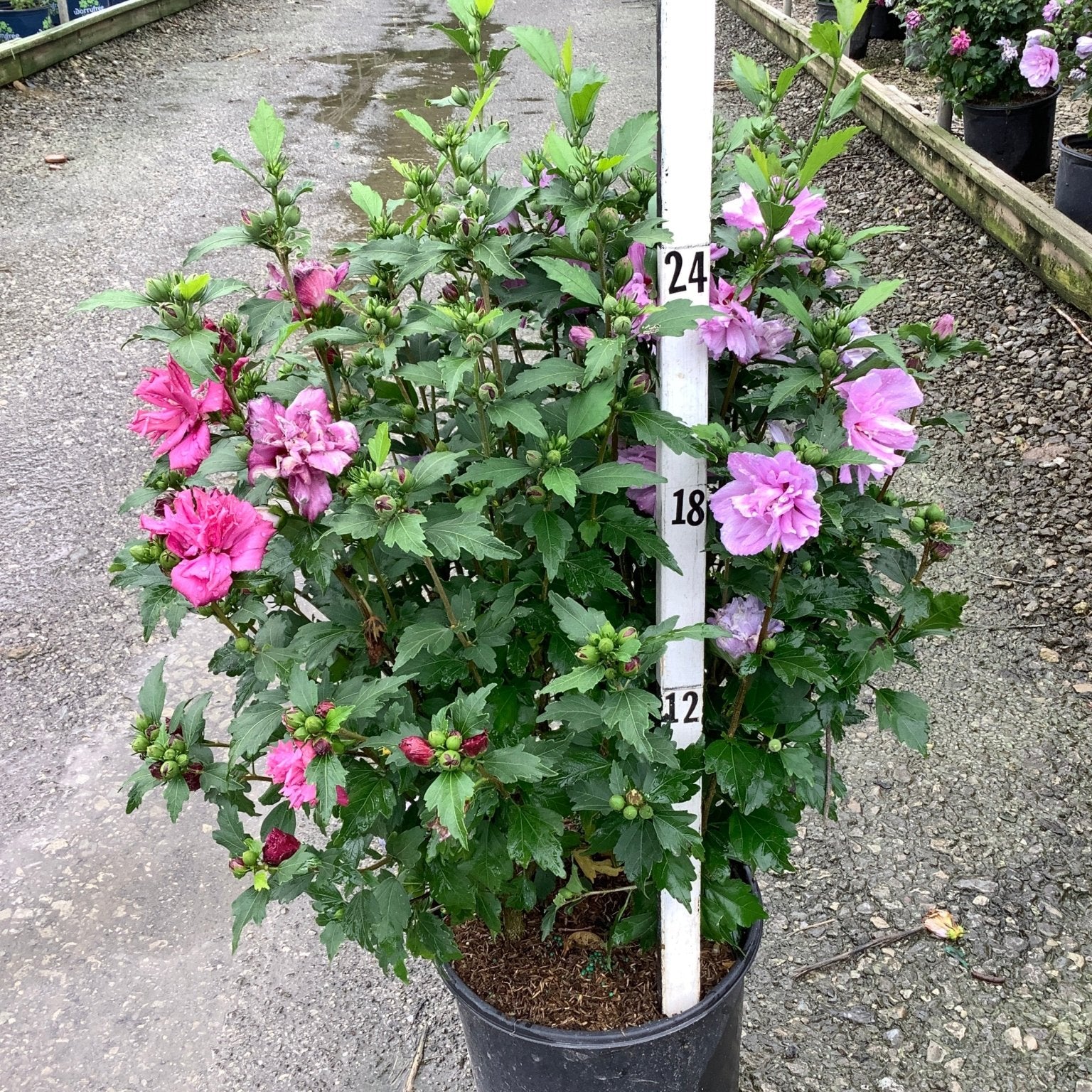 Lucy Rose of Sharon shrub in a nursery container displaying double pink and lavender blooms alongside green buds.