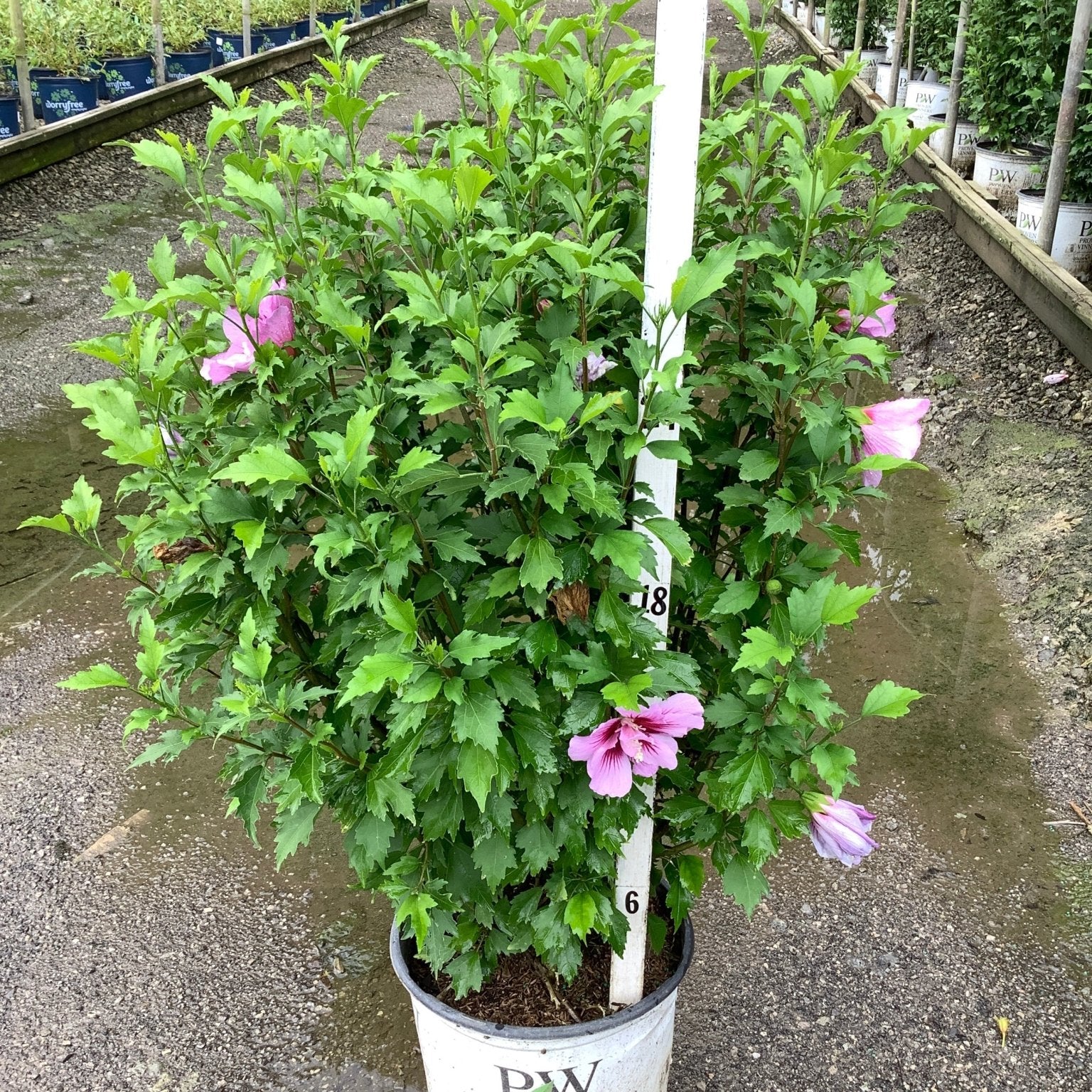 Purple Pillar Rose of Sharon shrub in a Proven Winners container displaying pink blooms and lush green foliage.